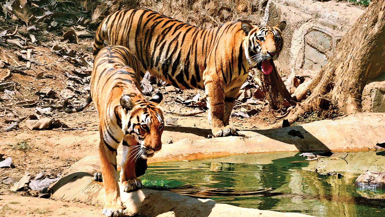 Melghat Tiger Reserve - Learn UPSC