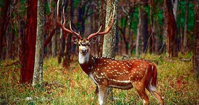 Chikhaldara Wildlife Sanctuary
