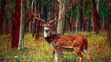 Chikhaldara Wildlife Sanctuary