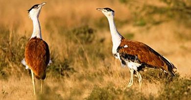 Great Indian Bustard Sanctuary