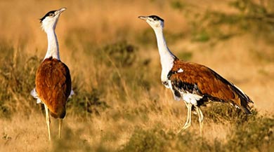 Great Indian Bustard Sanctuary